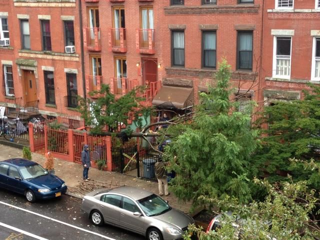 Downed tree on Degraw Street in Brooklyn